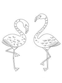 2 flamingoer