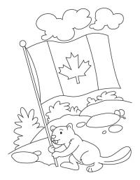 Bever holder kanadisk flagg