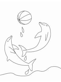 Delfiner leker med ball