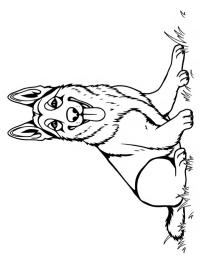 Schäferhund