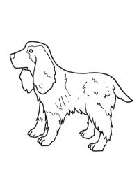 Engelsk Cocker Spaniel