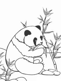 Panda spiser