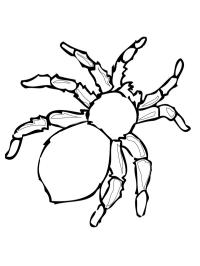 Farlig edderkopp