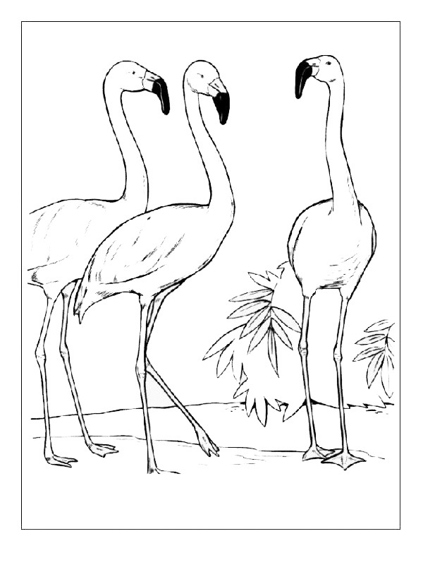 3 flamingoer Fargeleggingsside 3 flamingoer Fargeleggingsside