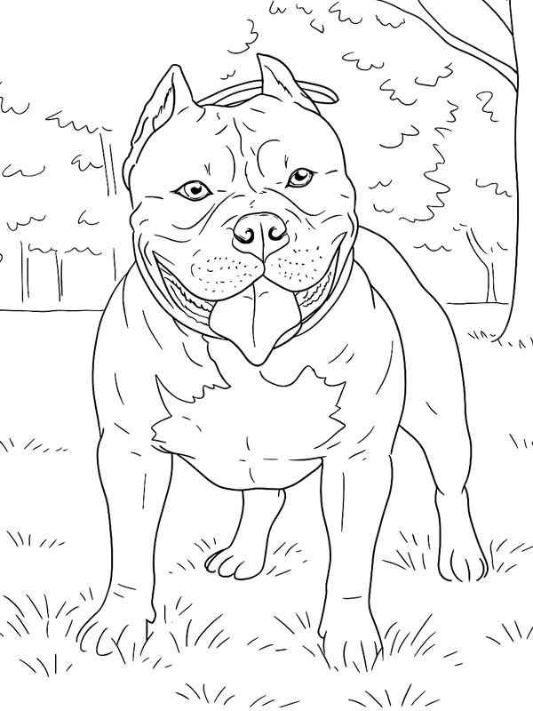 American bully Fargeleggingsside American bully Fargeleggingsside