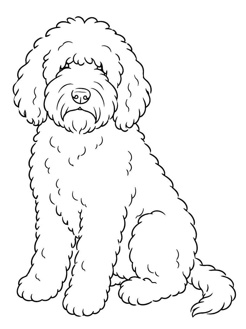 Barbet-hund Fargeleggingsside Barbet-hund Fargeleggingsside