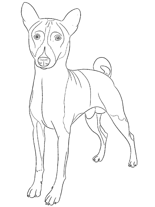 Basenji Fargeleggingsside Basenji Fargeleggingsside