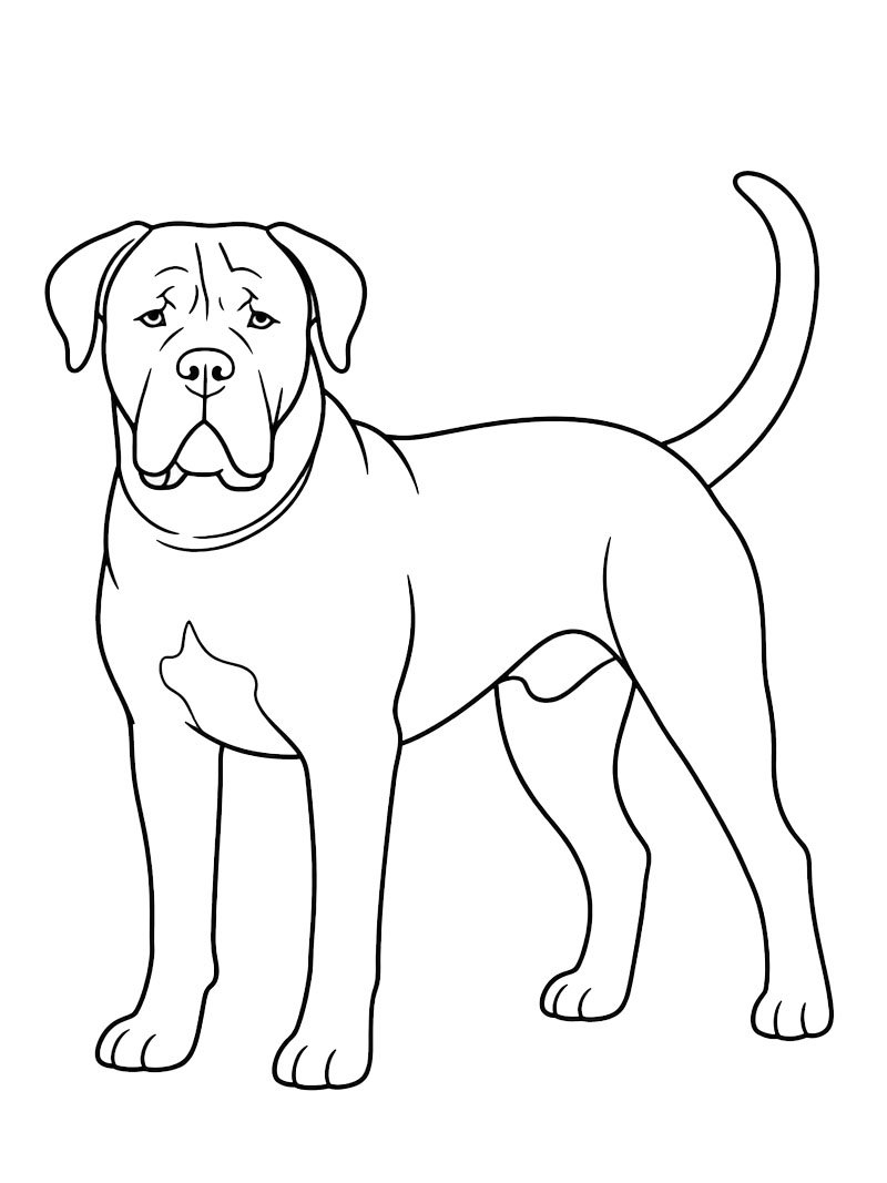 Cane corso Fargeleggingsside