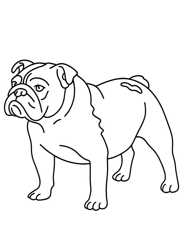 Engelsk bulldog Fargeleggingsside Engelsk bulldog Fargeleggingsside