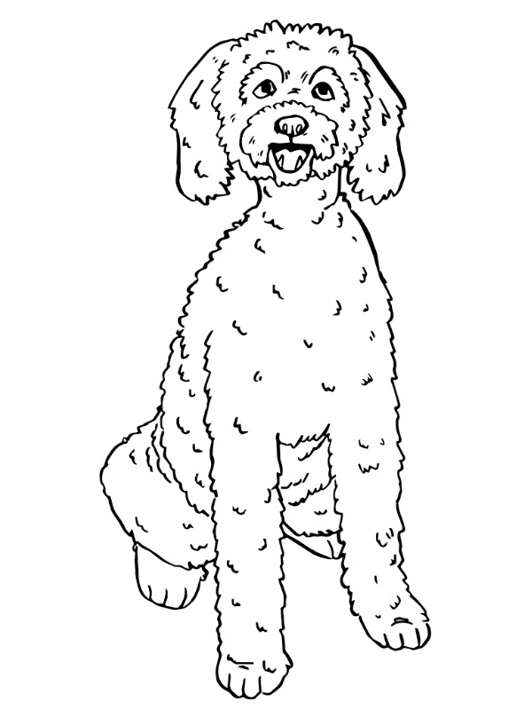 Labradoodle Fargeleggingsside Labradoodle Fargeleggingsside
