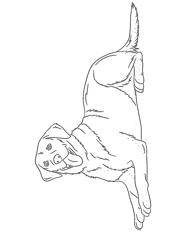 Labrador Retriever Fargeleggingsside Labrador Retriever Fargeleggingsside