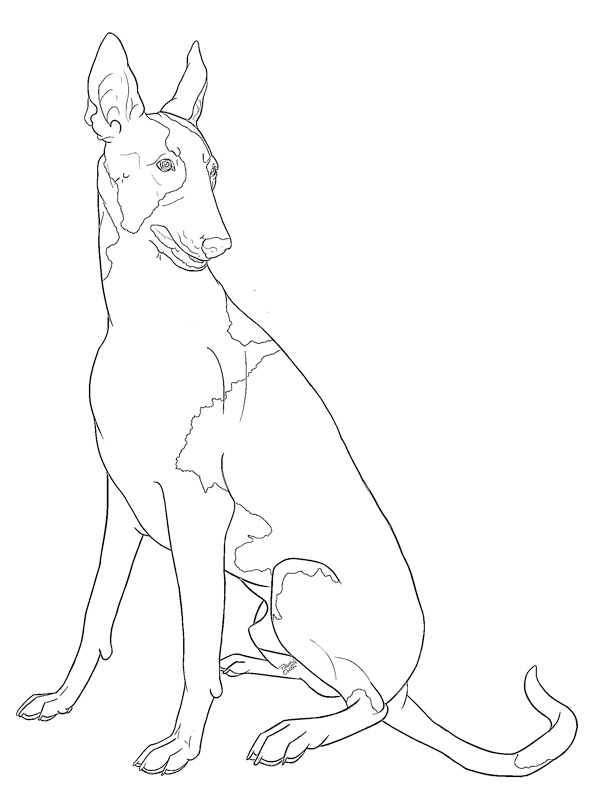 Podenco ibicenco Fargeleggingsside Podenco ibicenco Fargeleggingsside