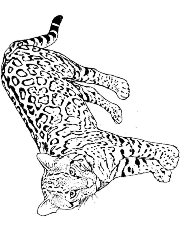 Leopard Fargeleggingsside