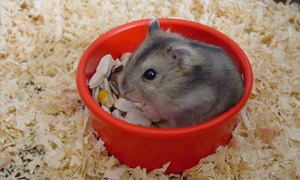 Hamstre