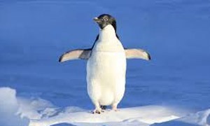 Pingviner